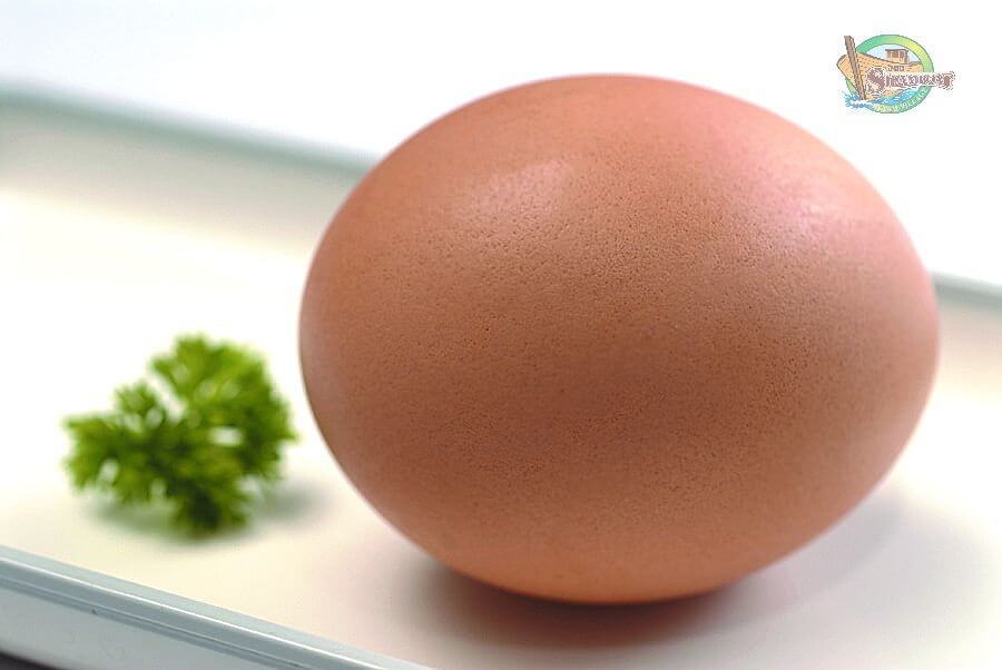 Egg