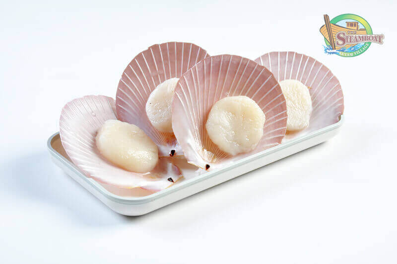 Scallop